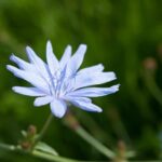Wegwarte - Die Blaue Blume der Wegwarte