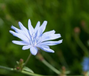 Wegwarte - Die Blaue Blume der Wegwarte